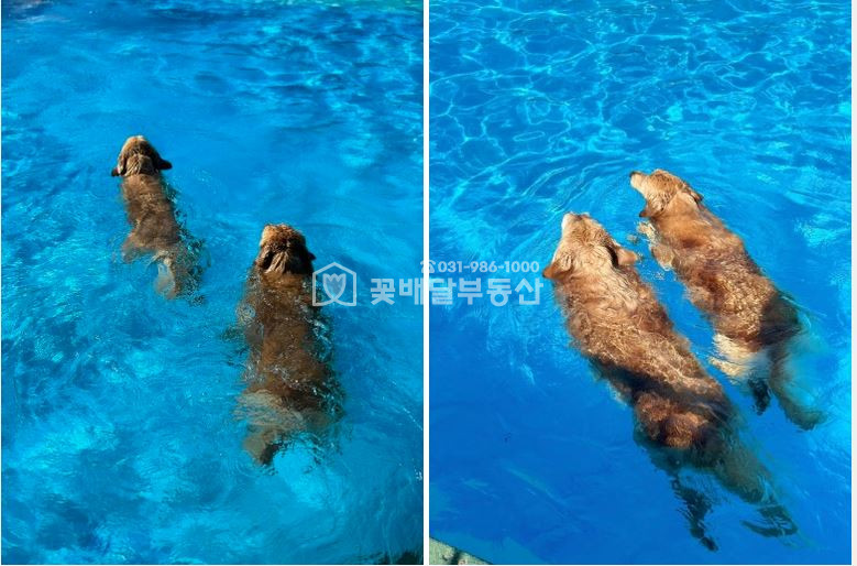 경기 김포시 통진읍 서암리 1동 [김포고촌꽃배달부동산] 김포부동산ㅣ애견훈련소ㅣ애견타운ㅣ수영장,훈련장,호텔,카페 등 운영하실분 시설좋아요 매매 매물번호 10125 사진 3