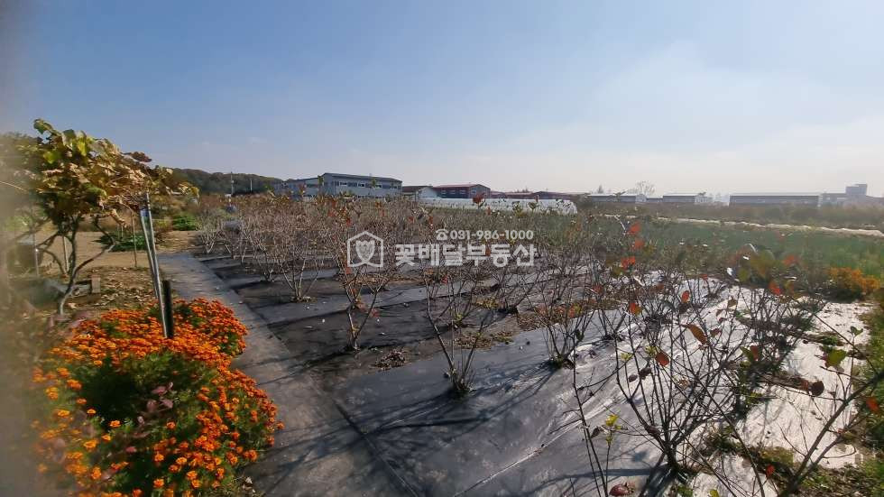 경기 김포시 고촌읍 향산리 [김포고촌꽃배달부동산] 개발예정지ㅣ식품공장창고ㅣ농림지역ㅣ보상받을토지 매매 매물번호 10135 사진 5